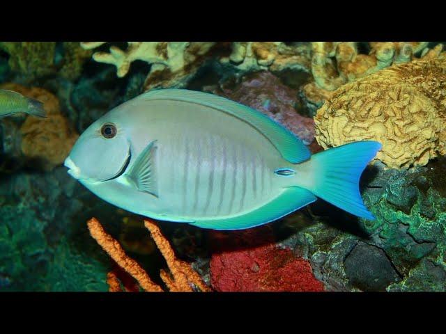 Facts: The Doctorfish