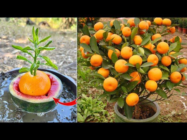 How To Grow Orange Tree From Orange Fruit Get Fast Fruits In The Shortest Time | Grafting Orange