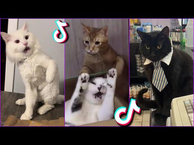 Funniest Cats From TikTok #13