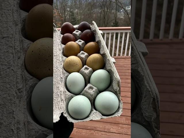 heritage colored eggs  organic living & self-sufficiency