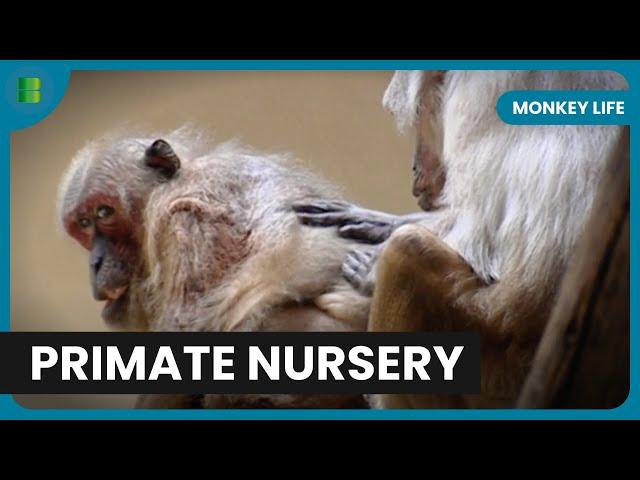 Primate Care Secrets Revealed! - Monkey Life - Documentary