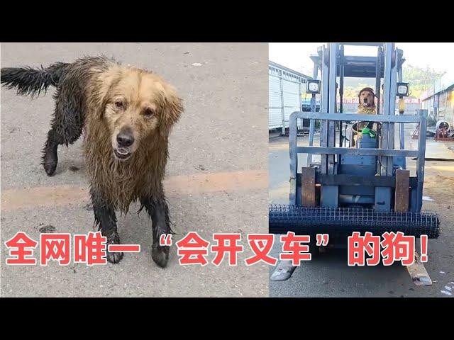 你敢相信吗？金毛犬居然会开叉车？它是全网唯一一只真会开车的狗【网红故事分享】