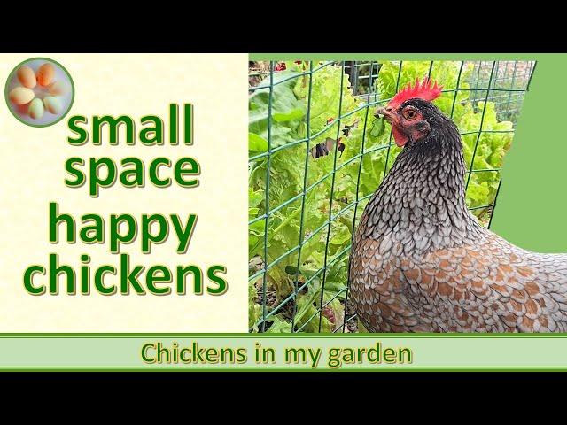 You can't free range chickens in a small area. But you can do this!