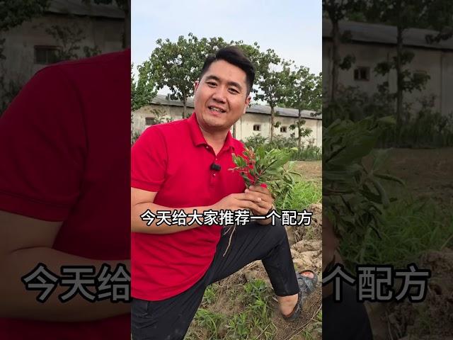 绝杀刺儿菜神秘配方，烂叶又烂根，烂根三米深，不伤一颗苗 #刺儿菜  #刺儿菜除草剂   #七七芽