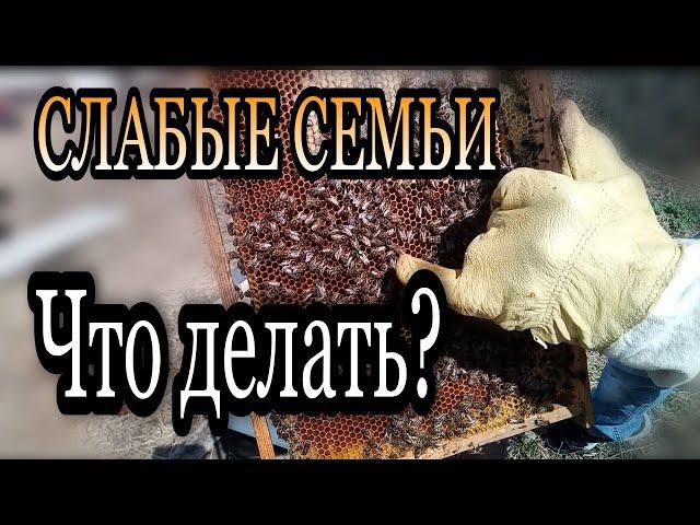 Работа на пасеке весной. Даю пчелам воду. Утепляю
