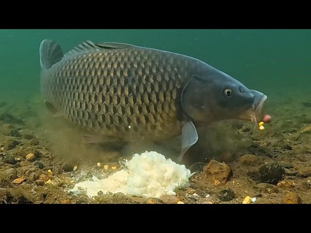 3 Days of Corn Flour Carp Fishing – Underwater Action!