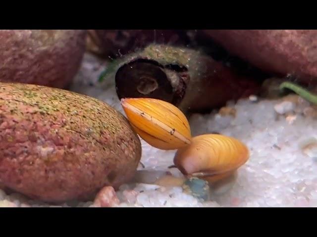 Bachlauf to go: goldene Körbchenmuscheln Corbicula javanicus von der Aqua Birne ziehen ein