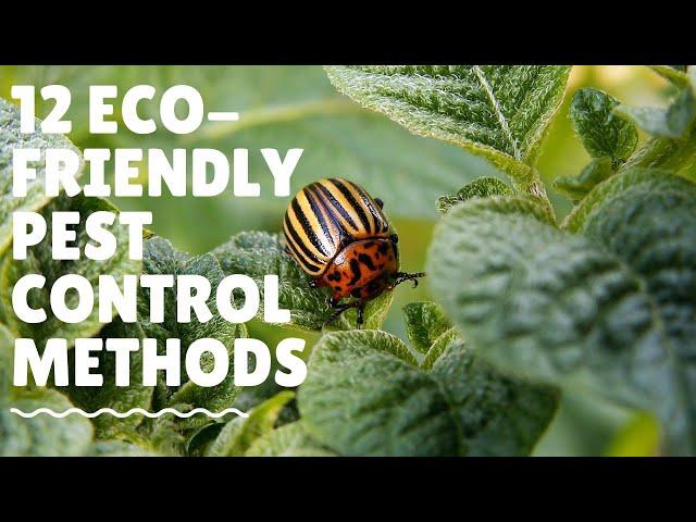 12 Eco friendly Pest Control Methods