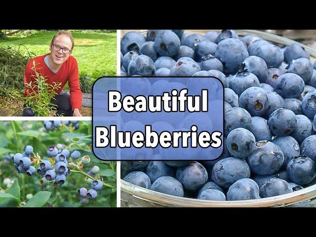 Growing Blueberries From Planting to Harvest