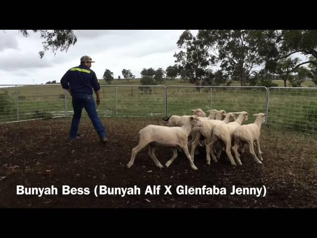 Bunyah Bess having a look at sheep