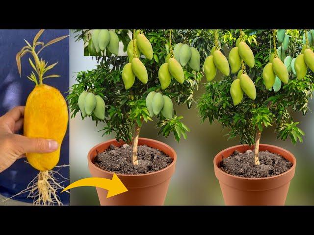 100% Successful Technique How To Grow Mango Tree From Mango Fruit To Get A Lot of Mango Fruits