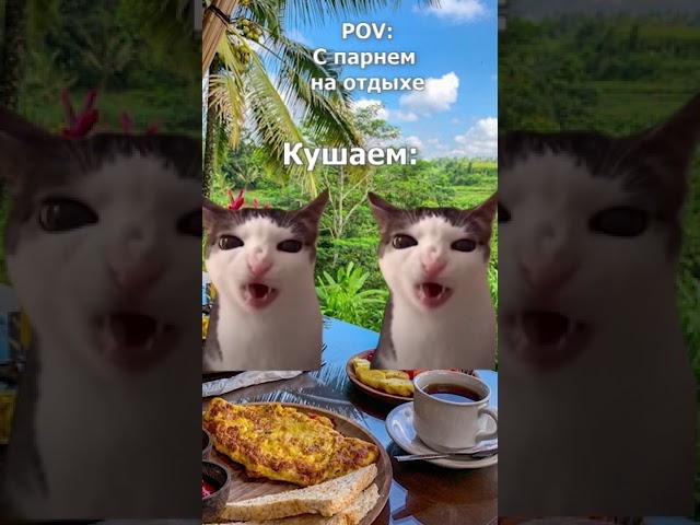 POV: С парнем на отдыхе #shorts #cat #прикол #travel #путешествия #смешныекотики #отдых #отпуск2024