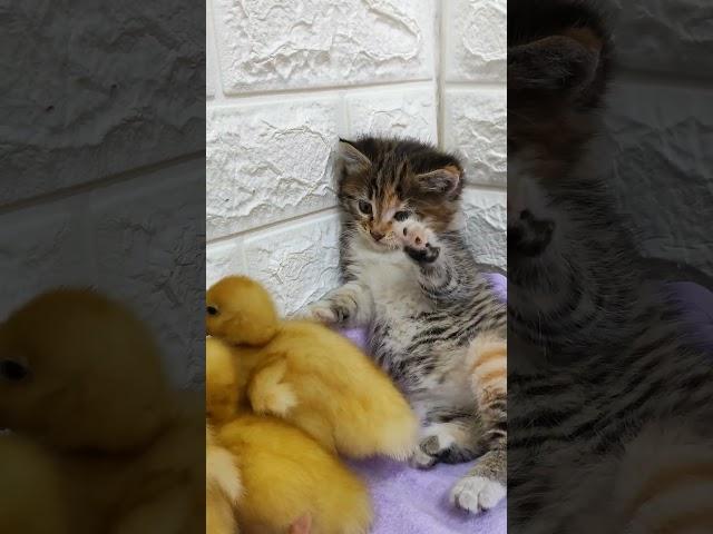 #cute #ducklings #kittens