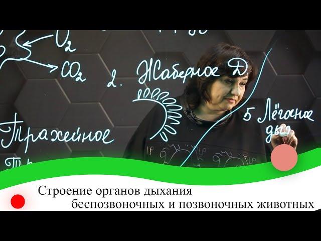 Строение органов дыхания беспозвоночных и позвоночных животных. 7 класс.