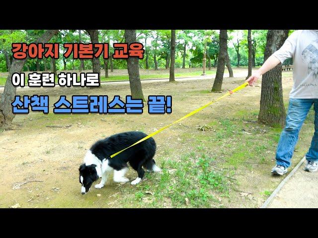 The dog-walking training