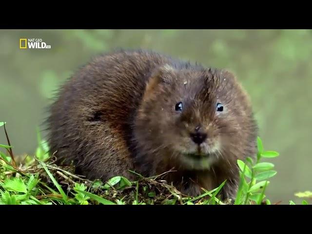 Nat Geo Wild - Дикая природа Великобритании / Wild Great Britain 2 серия  Водоемы