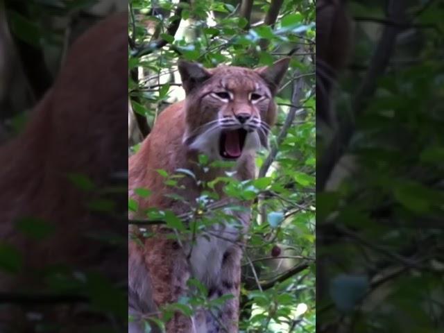 A LYNX UP IN A TREE SHOWING ITS FANGS!