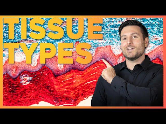 Intro to Histology: The Four Tissue Types | Corporis