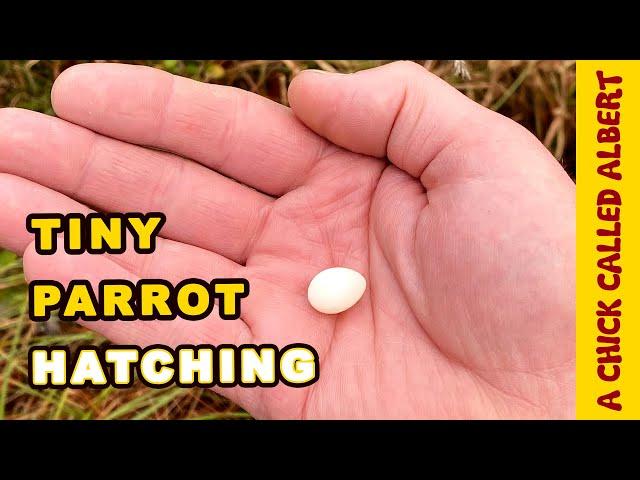 The Smallest Parrot you have ever seen - Tiny egg rescue