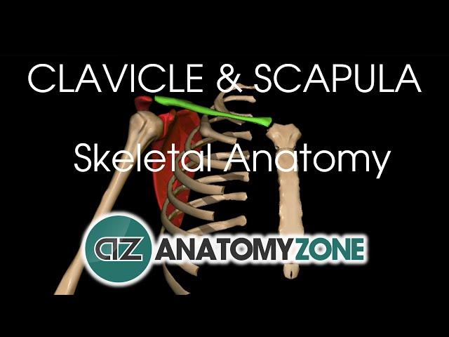 Clavicle and Scapula - Shoulder Girdle - Anatomy Tutorial