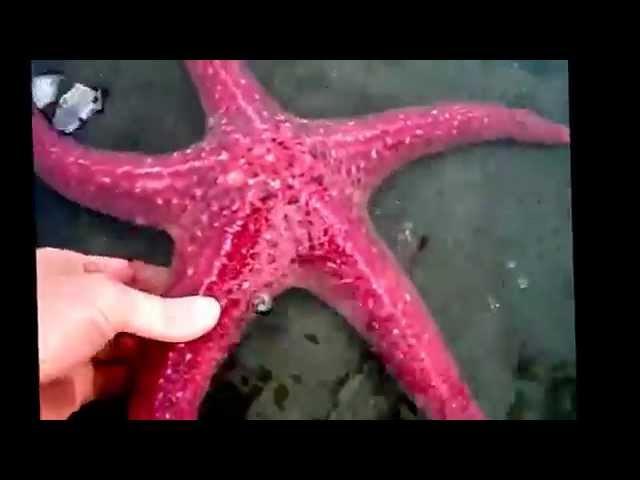 Starfish facts: 11 facts about Sea Stars