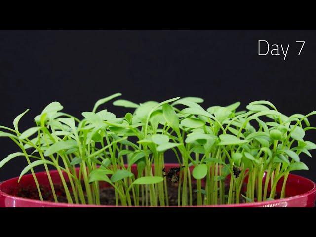 GARDEN CRESS TIME LAPSE