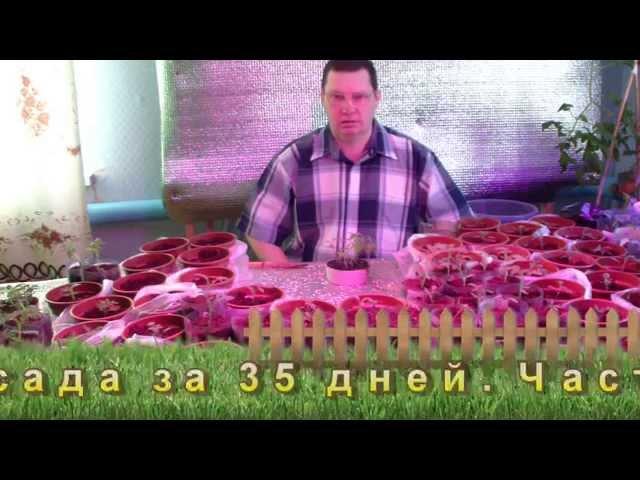 Рассада томатов за 35 дней Часть 2