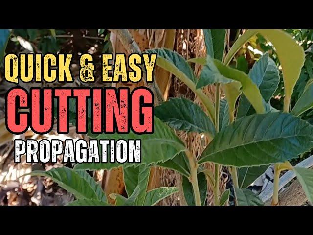 How To Propagate Loquat Trees Using Cuttings: Easy Method