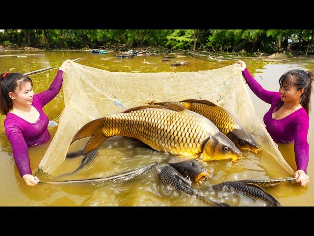 LIVE: Harvest Big Fish Goes To Market Sell - Cooking Fish | Tiểu Vân Daily Life