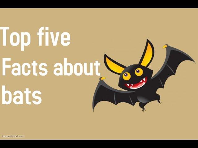 Top Five Facts About Bat.....Batman Friend