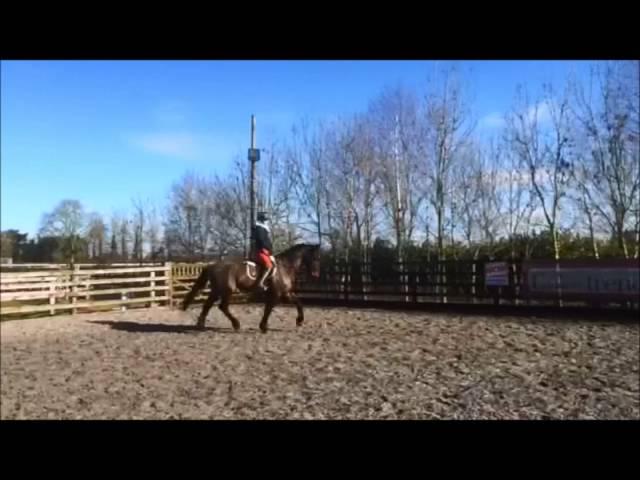 Irish Sports Horse for sale