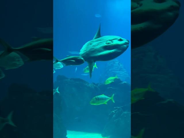 Hymn To The Sea ️ #ocean  #music #lisbon #oceanarium