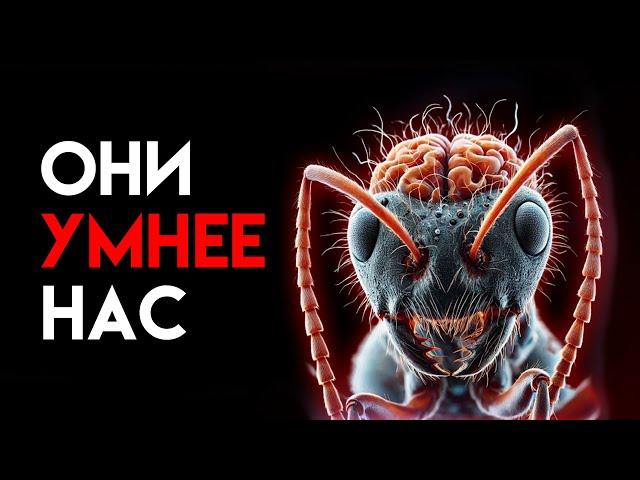 МУРАВЬИ. Вторая цивилизация на Земле?