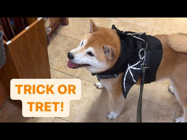 I Took My Shiba Trick or Treating. He LOVED It.