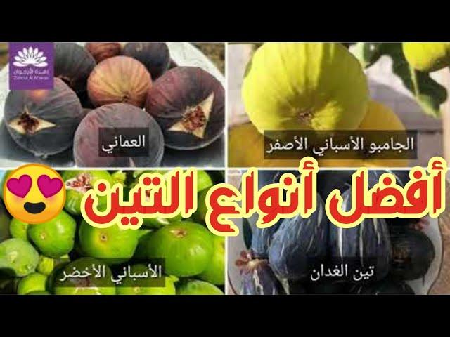 تجربتي في زراعة أصناف التين