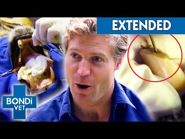 Vet Removes Gunk From Infected Tiger's Fang: What If It Wakes Up?  | Bondi Vet Clips | Bondi Vet