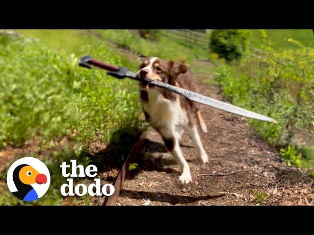 This Dog Is REALLY Obsessed With Sword Fighting With Her Humans | The Dodo