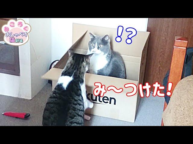 ダンボールをどうしたいのか分からない猫の奇行がおもろ可愛い【リメイク】