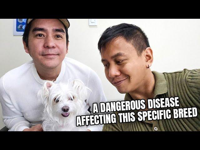 Our Dog Undergoes a Risky Surgery  | Vlog #1773