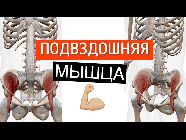 Подвздошняя мышца поясницы в 3D. Musculus iliacus. Мышцы таза
