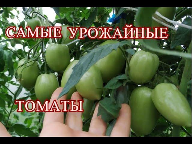 САМЫЕ УРОЖАЙНЫЕ ТОМАТЫ! НАЗЫВАЮ СОРТА, ПОКАЗЫВАЮ РЕЗУЛЬТАТ. 13. 07.20