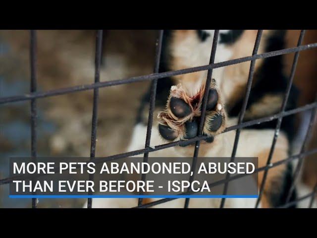 More pets abandoned, abused than ever before - ISPCA