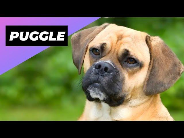 Puggle  The Pug + Beagle Crossbred!