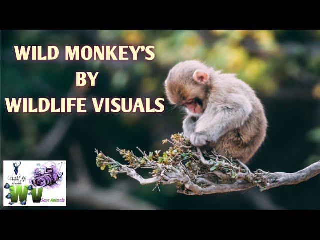 Funny wild monkeys,Gorilla,Capuchin monkey and cute babies by Wildlife Visuals( 2021).