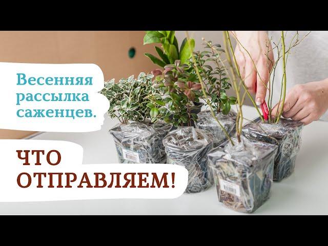 Весенняя рассылка саженцев из "САДОВ РОССИИ" #садыроссии #саженцы #саженцыпочтой