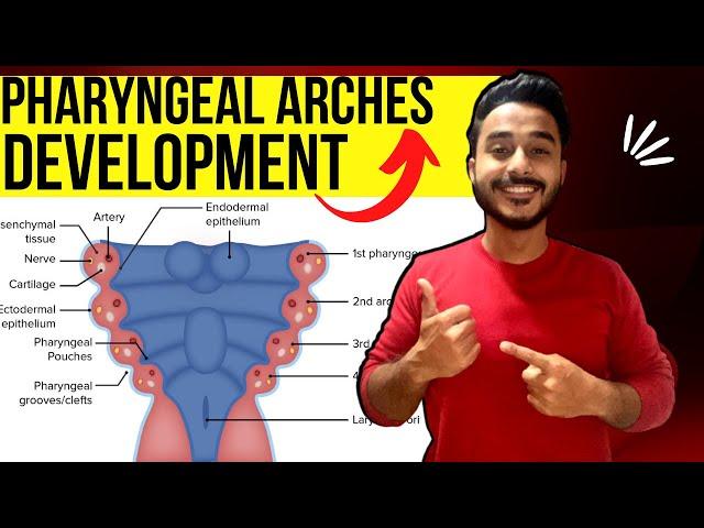 pharyngeal arches development embryology | development of pharyngeal arches derivative embryology