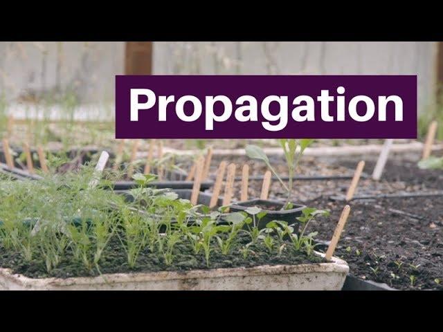 Propagation: germinate, grow and plant seedlings for a long season of bigger harvests