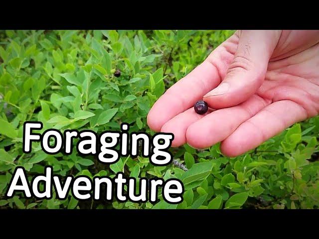 HUNTING WILD BERRIES - Foraging for Blueberries in the Catskills - Weird Fruit Explorer