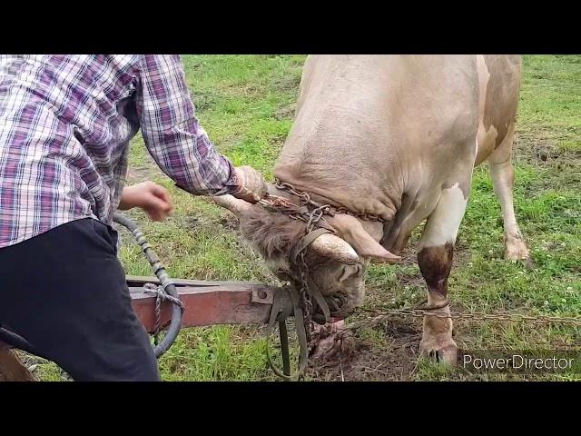 Schnelle Schlachtung eines Bullen/Fast slaughter of a Bull  /ЗАБОЙ КРС