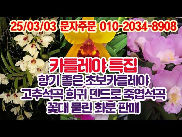 세월농부 카틀레야 특집판매방송 초보용부터 신품종까지 희귀덴드로 고추석곡 죽엽석곡 꽃대